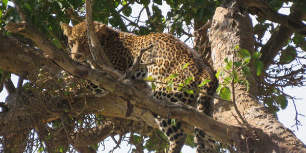 Kenia | Mindervalide reizen | Safari en Strand | Luipaard - Masai Mara - augustus 2025 | OnsKenia Kenia | Mindervalide reizen | Safari en Strand | Luipaard - Masai Mara - augustus 2025 | OnsKenia