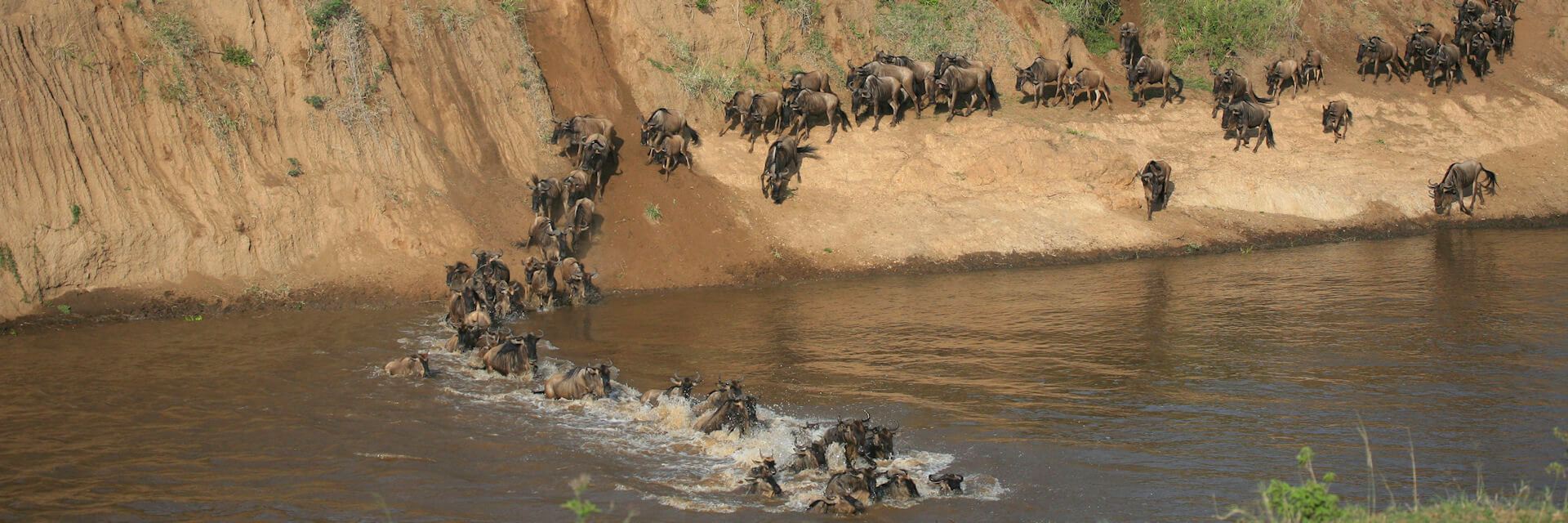 Masai Mara Nationaal Reservaat meest wildrijke park in Kenia Masai Mara Nationaal Reservaat meest wildrijke park in Kenia
