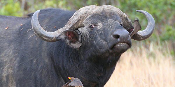 Kaapse buffel met Ossepikkers, Masai Mara in Kenia Kaapse buffel met Ossepikkers, Masai Mara in Kenia