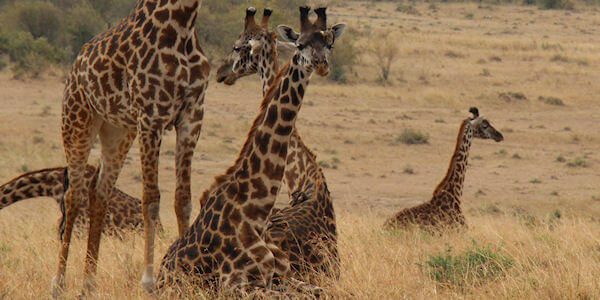 Giraffen nabij de Mara rivier, Masai Mara in Kenia Giraffen nabij de Mara rivier, Masai Mara in Kenia