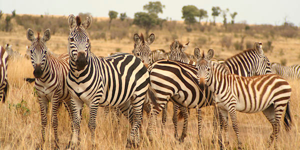 Masai Mara Nationaal Reservaat, Kenia