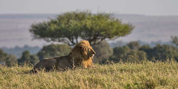 Masai Mara Nationaal Reservaat, Kenia Masai Mara Nationaal Reservaat, Kenia