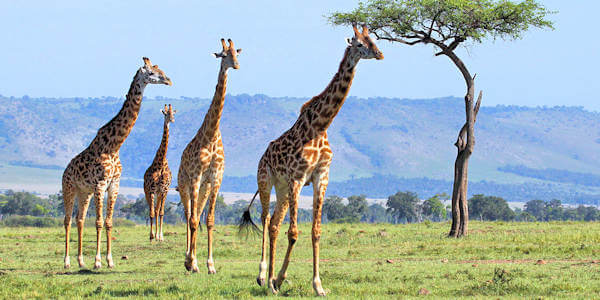 Masai Mara Nationaal Reservaat, Kenia Masai Mara Nationaal Reservaat, Kenia