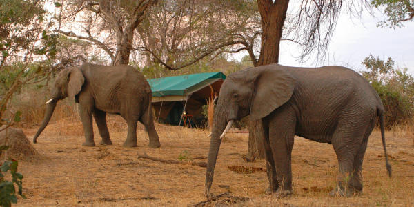 Mdonya River Camp accommodatie olifanten observeren vanaf safaritent, Ruaha Nationaal Park in Tanzania Mdonya River Camp accommodatie olifanten observeren vanaf safaritent, Ruaha Nationaal Park in Tanzania