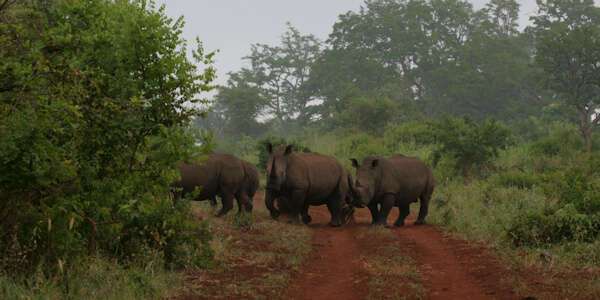 Zwarte neushoorn, Meru Nationaal Park in Kenia