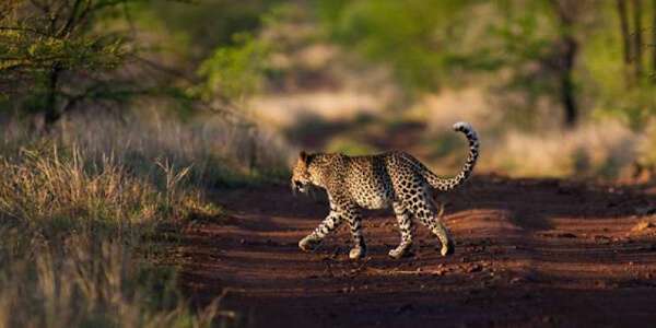 Luipaard, Meru Nationaal Park in Kenia