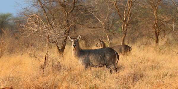 Waterbok, Meru Nationaal Park in Kenia