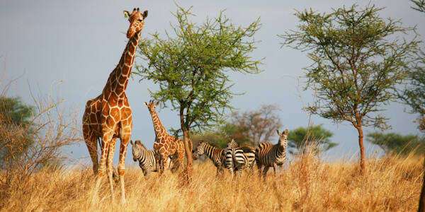 Netgiraf, Meru Nationaal Park in Kenia