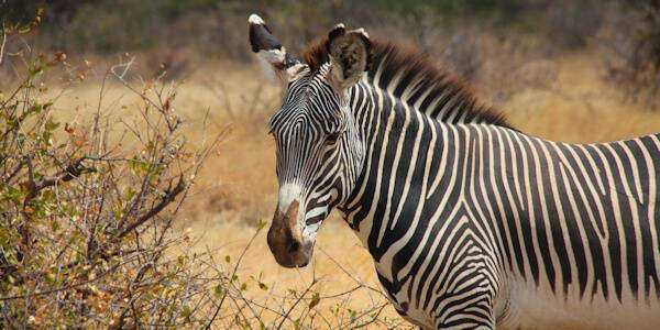 Grevy zebra, Meru Nationaal Park in Kenia