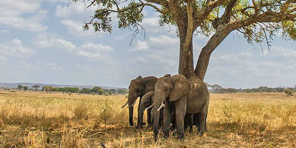 Olifanten, Mikumi Nationaal Park in Tanzania Olifanten, Mikumi Nationaal Park in Tanzania