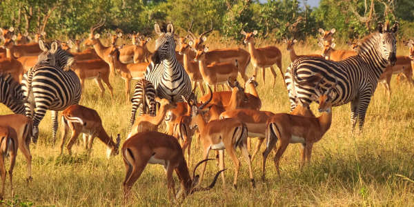 Impala en zebra, Mikumi Nationaal Park in Tanzania Impala en zebra, Mikumi Nationaal Park in Tanzania