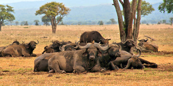 Buffels, Mikumi Nationaal Park in Tanzania Buffels, Mikumi Nationaal Park in Tanzania