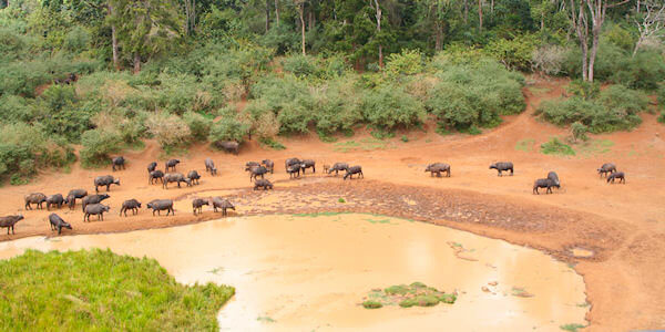 Mount Kenya Nationaal Park, kudde buffels komen regelmatig naar de drinkwaterplaats van de mountain lodge