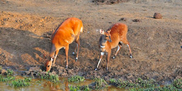 Rietbok nabij drinkwaterplaats in de Mountain Lodge