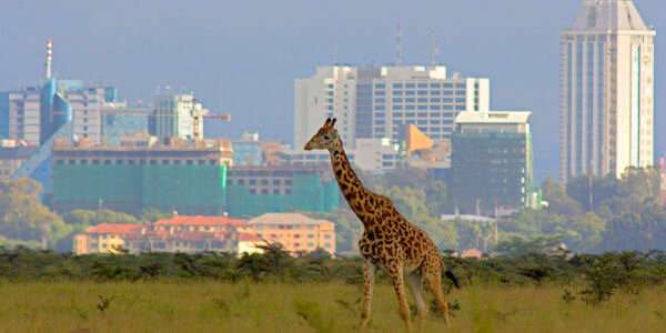 Vanuit Nairobi nationaal park vergezicht op het aangrenzende moderne stadscentrum van de hoofdstad van Kenia Vanuit Nairobi nationaal park vergezicht op het aangrenzende moderne stadscentrum van de hoofdstad van Kenia