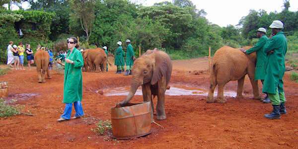 David Sheldrick Wildlife Trust - opvangcentrum voor wees olifanten in Kenia met maar één doel terug te keren in het wild. David Sheldrick Wildlife Trust - opvangcentrum voor wees olifanten in Kenia met maar één doel terug te keren in het wild.