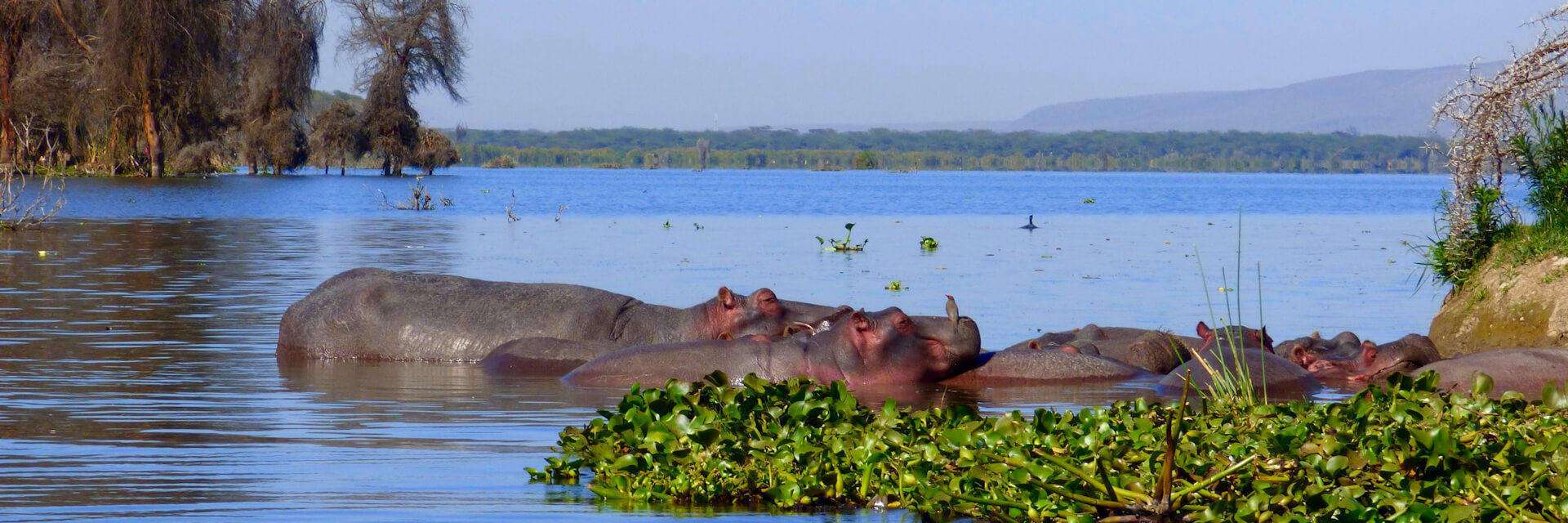 Naivasha meer ligt in de Rift vallei in Kenia Naivasha meer ligt in de Rift vallei in Kenia