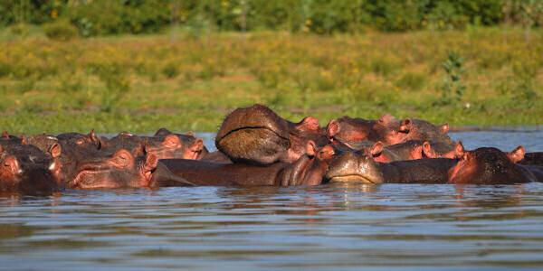 Nijlpaarden, Naivasha Meer in Kenia Nijlpaarden, Naivasha Meer in Kenia