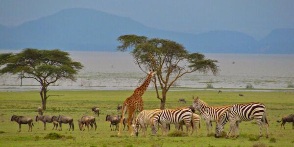 Crescent eiland, Naivasha Meer in Kenia Crescent eiland, Naivasha Meer in Kenia
