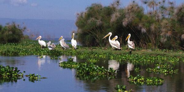 Grijze Pelikaan, Naivasha Meer in Kenia Grijze Pelikaan, Naivasha Meer in Kenia