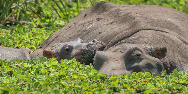 Naivasha meer, Kenia Naivasha meer, Kenia