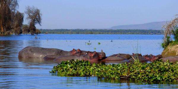 Naivasha meer, Kenia Naivasha meer, Kenia