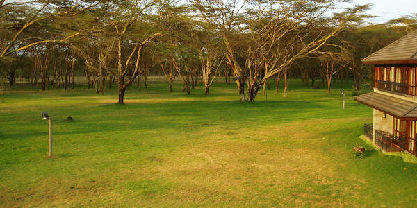 Uitzicht van de kamers op de inheemse tuin waar in de avond nijlpaarden de lodge aandoen. Naivasha Simba Lodge uitzicht van de kamers op de inheemse tuin waar in de avond nijlpaarden de lodge aandoen. Naivasha Meer in Kenia