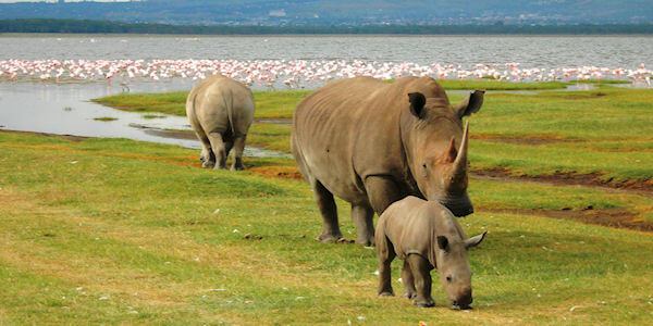 De witte neushoorn zijn voornamelijk te vinden op de noordoostelijk savannes in het Nakuru Nationaal Park.