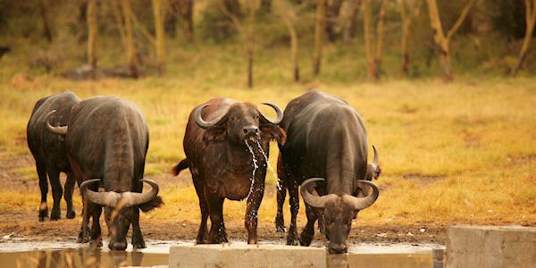 Het Nakuru Nationaal Park kent een grote populatie buffels die vooral op de savanne vlaktes grazen.