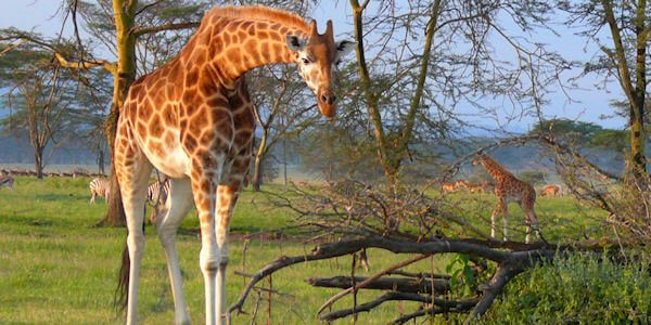 Nakuru Nationaal Park, Kenia Nakuru Nationaal Park, Kenia