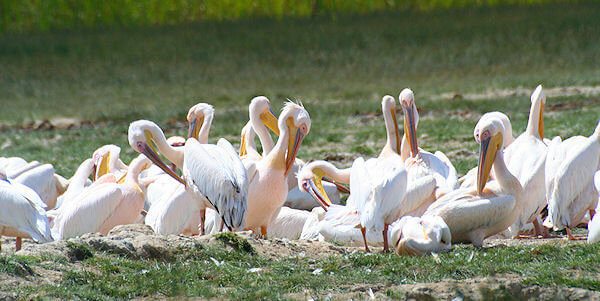 Nakuru Nationaal Park, pelikanen in de makalia rivier één van de rivieren die in het nakuru meer uitmonden.
