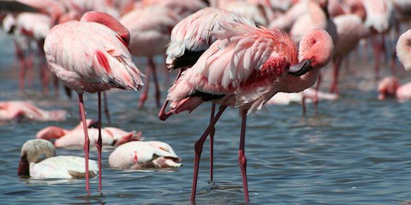 Nakuru Nationaal Park, Kenia Nakuru Nationaal Park, Kenia