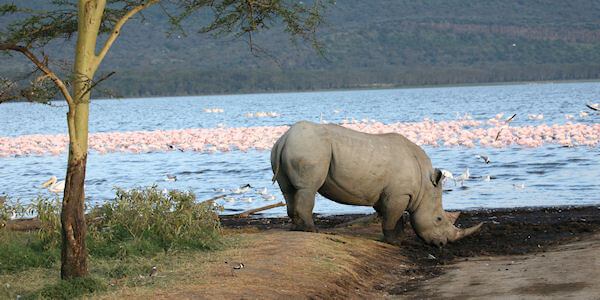 Nakuru Nationaal Park, Kenia
