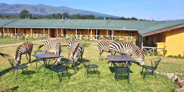 Rhino Lodge accommodatie zithoek tuin, Ngorongoro Krater in Tanzania Rhino Lodge accommodatie zithoek tuin, Ngorongoro Krater in Tanzania