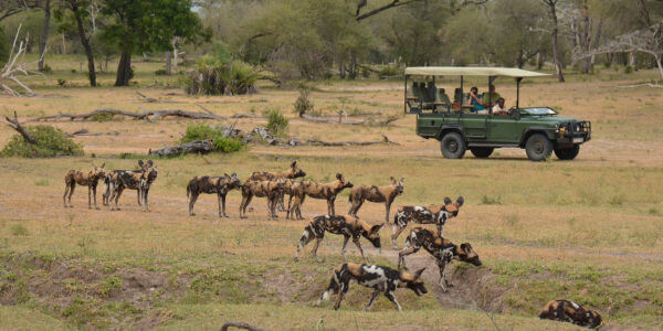 Nyerere nationaal park staat bekend om haar grote roedels wilde honden Nyerere nationaal park staat bekend om haar grote roedels wilde honden