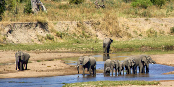 Olifanten in de rivierdelta in het Nyerere nationaal park Olifanten in de rivierdelta in het Nyerere nationaal park