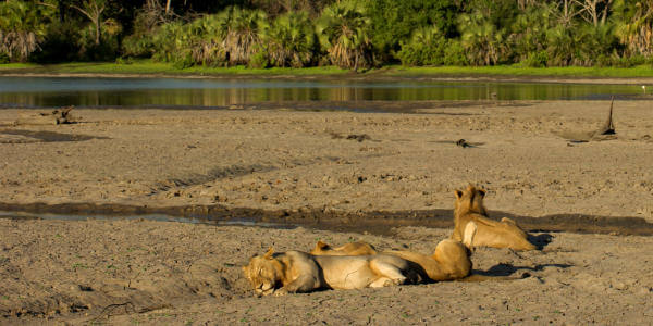 Leeuwen op de oevers van de Rufiji rivier in Nyerere nationaal park Leeuwen op de oevers van de Rufiji rivier in Nyerere nationaal park