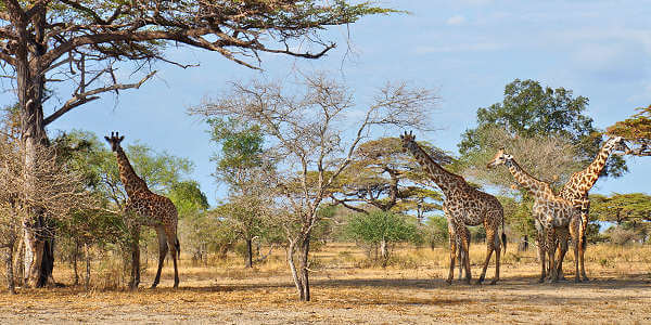 Giraffen op de savannes in het Nyerere nationaal park Giraffen op de savannes in het Nyerere nationaal park
