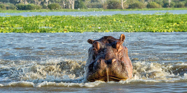 Vele nijlpaarden in de lagune meren en op de zandbanken van de Rufiji rivier Nyerere Nationaal Park, vele nijlpaarden in de lagune meren en op de zandbanken van de rufiji rivier