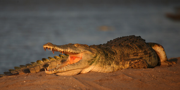 Krokodil op de oevers van Lake Manze in Nyerere park in Tanzania Krokodil op de oevers van Lake Manze in Nyerere park in Tanzania