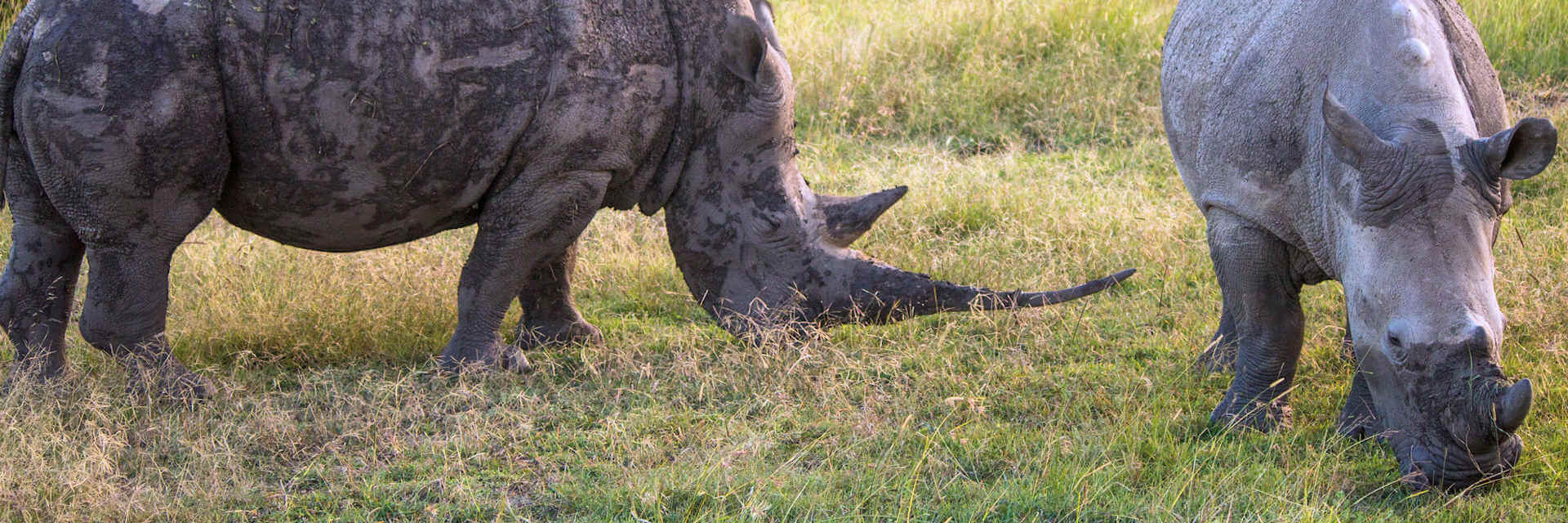 Rhino Trails Safari - Volg de neushoorns op deze rondreis van het noorden tot aan het zuiden in Kenia. Rhino Trails Safari - Volg de neushoorns op deze rondreis van het noorden tot aan het zuiden in Kenia.