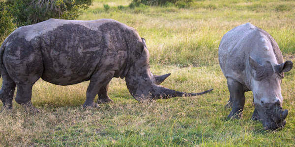 Prive safari reizen door Rondreis Kenia