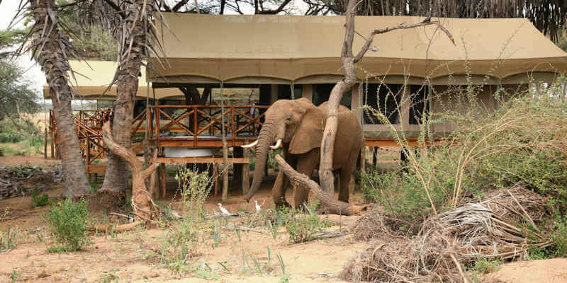 Voor de avontuurlijke reiziger zijn er accommodaties waar het wild zich kan begeven door het safarikamp. Voor de avontuurlijke reiziger zijn er accommodaties waar het wild zich kan begeven door het safarikamp.