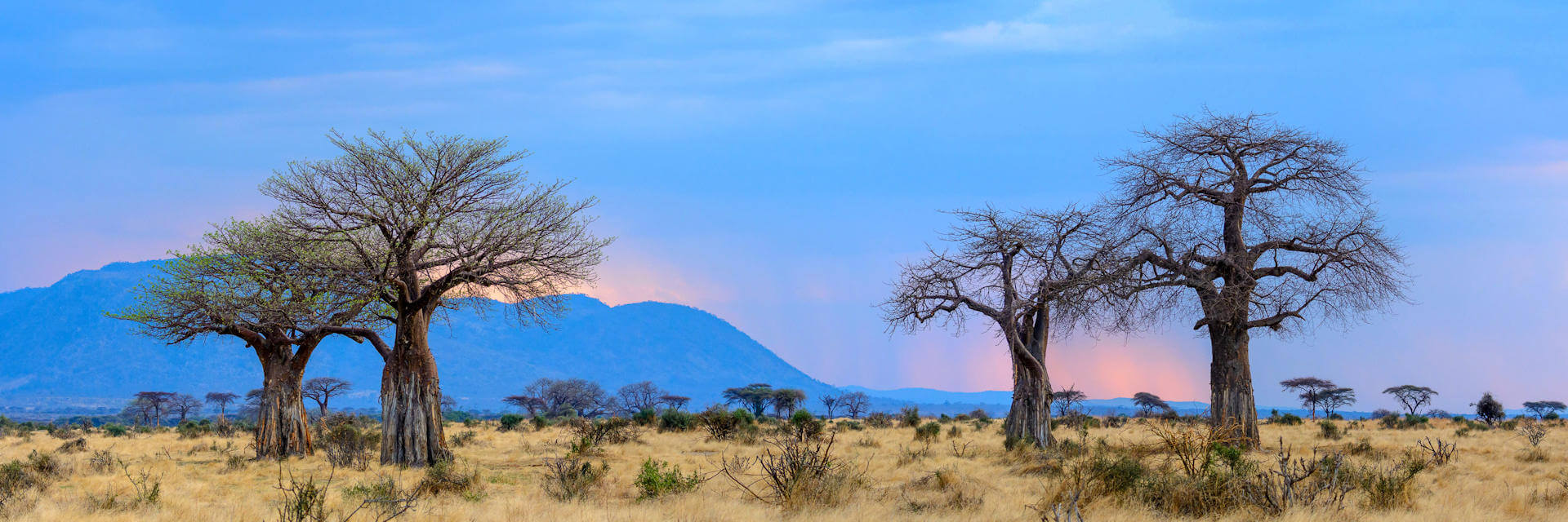 Ruaha nationaal park weidse savannes en ongekende Baobab bomen Ruaha nationaal park weidse savannes en ongekende Baobab bomen
