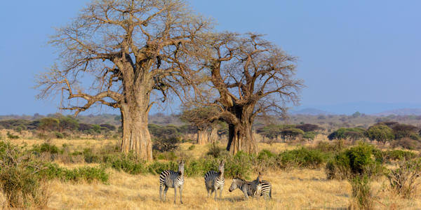 Zebra met op de achtergrond majestueuze baobab bomen. Zebra met op de achtergrond majestueuze baobab bomen.