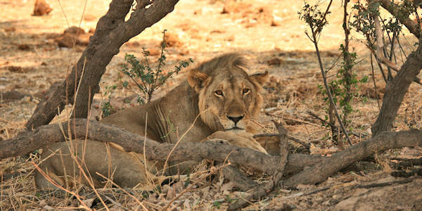 Leeuwin verstopt en gecamoufleerd door de schaduw van de bomen. Ruaha Nationaal Park, leeuwin verstopt en gecamoufleerd door de schaduw van de bomen.