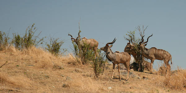 Ruaha één van de weinige parken waar de Grote Koedoe voorkomt in Afrika. Ruaha Nationaal Park, ruaha één van de weinige parken waar de grote koedoe voorkomt in afrika.