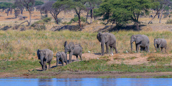 Kuddes olifanten trekken dagelijks op zoek naar water in Ruaha Kuddes olifanten trekken dagelijks op zoek naar water in Ruaha