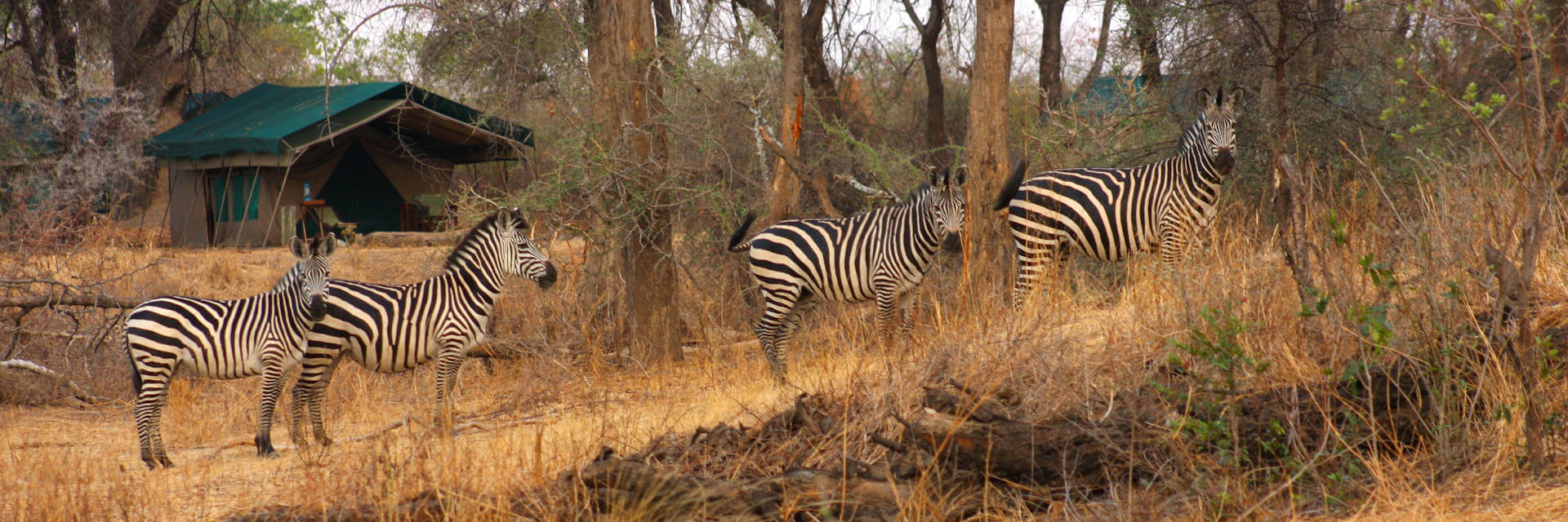 Ruaha nationaal park avontuurlijke authentieke safari lodges en safarikampen Ruaha nationaal park avontuurlijke authentieke safari lodges en safarikampen
