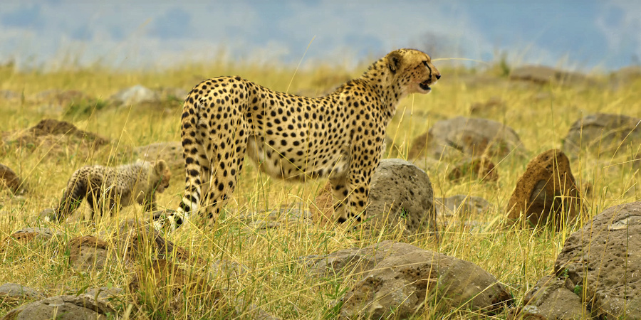 Kenia informatie overzicht parken, hotels en lodges, beste reisperiode Algemene informatie over de bestemming Kenia